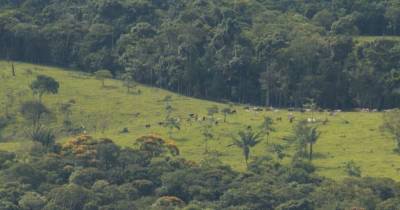 Entre abril y junio de 2025, la región perdió 1.198 hectáreas de bosque / Foto: cortesía Catalina Sanabria