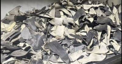 Tres personas de la banda fueron detenidas / Foto: cortesía 