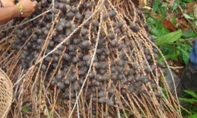 Bebidas ancestrales se preparan con la unguragua