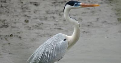 La garza cocoi contribuye a regular las poblaciones de peces y otros organismos acuáticos / Foto: cortesía Aves del Ecuador