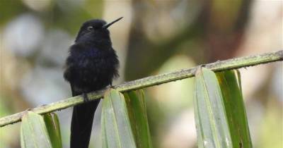 Estas especies fueron priorizadas debido a su nivel de amenaza, endemismo y la presión que enfrentan en sus hábitats / Foto: cortesía Lundin Gold