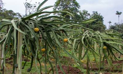 En Palora, aproximadamente 4.500 hectáreas de cultivo de pitahaya amarilla dan vida a un floreciente sector agrícola / Foto: El Oriente