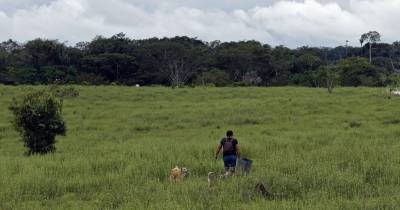 Entre 2018 y 2020, la deforestación media anual mundial llegó a los 8,3 millones de hectáreas / Foto: EFE