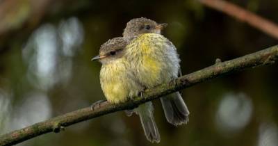 El pájaro brujo sufrió un descenso poblacional durante las últimas décadas / Foto: cortesía Fundación Charles Darwin 