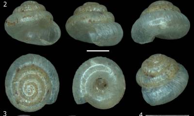 Los ejemplares fueron recolectados durante trabajos de campo realizados en 2019 y analizados mediante microscopía electrónica y técnicas de alta resolución en Ecuador y Europa. / Foto: 