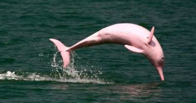 El metal pesado contamina primero a los peces, base alimenticia tanto de las comunidades indígenas como de los delfines / Foto: cortesía Anipedia