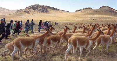 La vicuña es un camélido silvestre suramericano que habita en las zonas altoandinas de Argentina, Bolivia, Chile, Ecuador y Perú / Foto: EFE