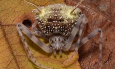 El ejemplar fue localizado en una reserva del cantón Mera, en Pastaza, dentro del corredor ecológico Llanganates-Sangay / Foto: cortesía Mapress