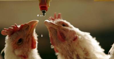 La gripe aviar ha causado graves estragos en el comercio internacional de productos avícolas / Foto: EFE