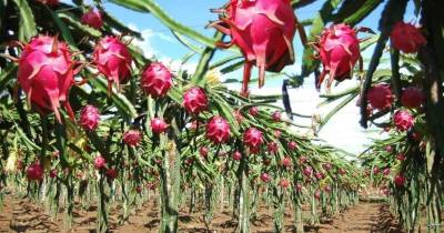 Entre 2024 y 2025, las exportaciones de pitahaya se duplicaron / Foto: cortesía Agraria Perú