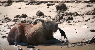 Estos animales son sacrificados y vendidos bajo la apariencia de otras especies / Foto: cortesía Sernanp