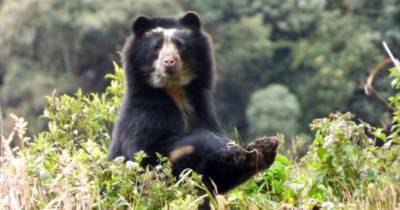 El oso de anteojos es una especie en peligro de extinción en Ecuador / Foto: cortesía 