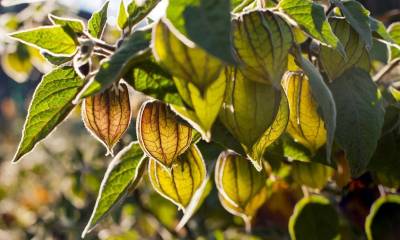 Esta fruta ya se exporta a 47 países, incluidos Estados Unidos y Canadá/ Foto: cortesía Agrocalidad