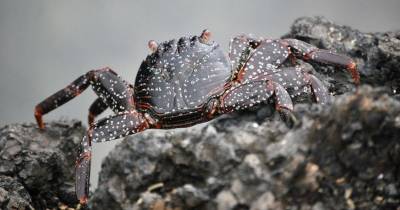 GLF prepara una segunda convocatoria para financiar nuevas propuestas que aporten al desarrollo sostenible de Galápagos / Foto: EFE