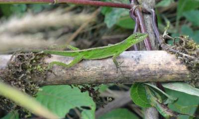 Muchos de estos reptiles pasan desapercibidos por su tamaño y su color. Foto: La Hora