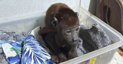 El tráfico ilegal de fauna silvestre genera alrededor de $ 20.000 millones anuales / Foto: cortesía Policía Nacional de Perú