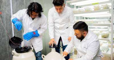 En este banco está la colección de cacao más grande de América Latina / Foto: cortesía Ministerio de Agricultura