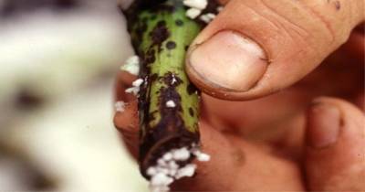 El Fusarium R4T es considerado uno de los hongos más letales para el banano / Foto: cortesía Cosemar Ozono