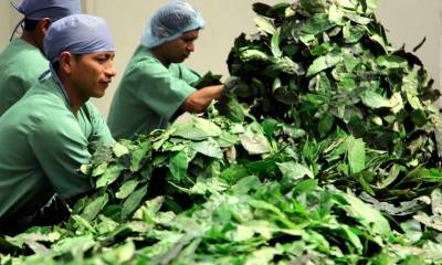 India ha crecido este año como mercado para la guayusa ecuatoriana / Foto: cortesía CAF