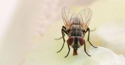 Solo existen siete especies en todo el mundo / Foto: cortesía