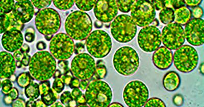 El estudio fue publicado en la revista Hydrobiology (MDPI) / Foto: cortesía Inabio