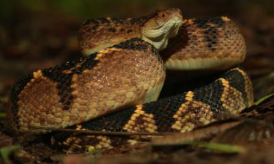 Foto: Mongabay