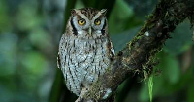 El búho listado suele habitar zonas abiertas y bosques secos / Foto: cortesía Aves del Ecuador