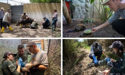 Tania Rojas, zoocuidadora, viajó a la ciudad de Karlsruhe / Foto: cortesía QuitoZoo