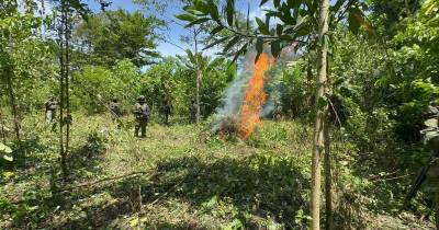 Una patrulla militar identificó un área con la vegetación característica de una plantación de coca / Foto: cortesía Ejército 