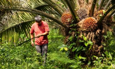 Se busca establecer prácticas de producción sostenible y libre de deforestación / Foto: cortesía CI- Ecuador