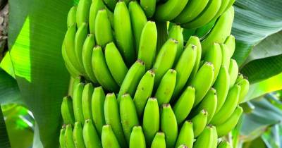 Cerca del 85 % del banano que ingresó a Estados Unidos en 2024 provino de Guatemala, Ecuador, Costa Rica y Honduras / Foto: Pixabay