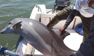 Rescatan a un delfín malherido y atrapado en redes de pesca en el Golfo de Guayaquil/ Foto: Cortesía del Ministerio de Ambiente