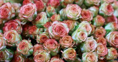 Ecuador, tercer exportador mundial de flores después de Países Bajos y Colombia/ Foto: cortesía
