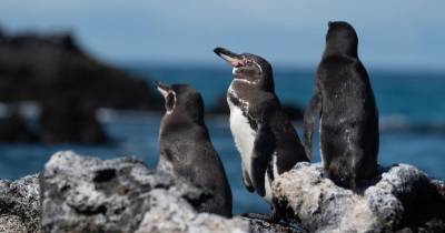 Actualmente el pingüino de Galápagos se encuentra en peligro de extinción/ Foto: EFE
