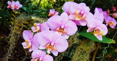 Perú cuenta con alrededor de 3.000 especies de orquídeas / cortesía Vizcaya Museum