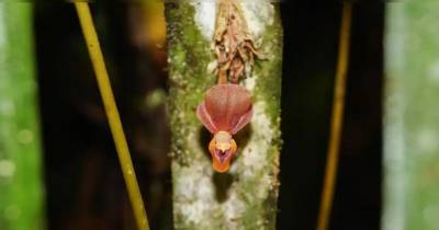 La planta fue registrada oficialmente como Pleurothallis labajosi / Foto: cortesía La República