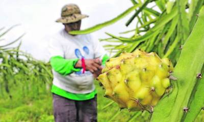 Durante la cosecha se usa mucha mano de obra en la retirada de espinas y recolección. Foto: Expreso
