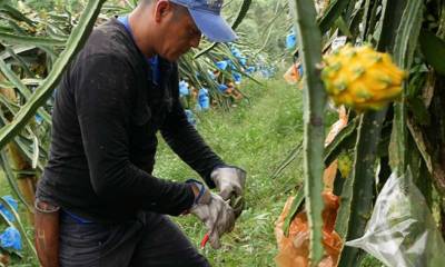 Foto: El Telégrafo 