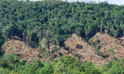 En Colombia la vegetación en la Amazonia se redujo en, por lo menos, 800.000 hectáreas. Foto: Semana Sostenible