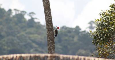 Inicialmente, los investigadores consideraron enfermedades, parásitos o toxinas, pero ninguna hipótesis fue confirmada / Foto: cortesía InfoAmazonía