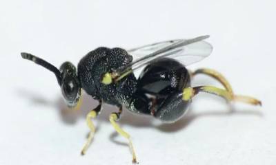 Son ampliamente utilizadas en el control de plagas agrícolas / Foto: cortesía 