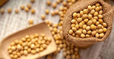 La soya contiene entre un 35 % y un 40 % de proteína de alta calidad y los nueve aminoácidos esenciales / Foto: cortesía
