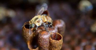 A inicios de 2025 entró en vigor la Ley 32235, que incorporó a las abejas sin aguijón dentro del régimen de protección de la apicultura / Foto: cortesía Ecoticias