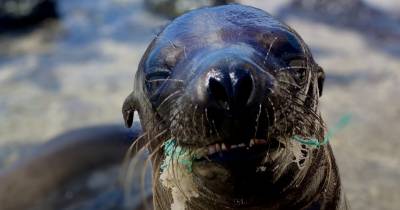 La investigación registra impactos sobre más de 96 especies / Foto: cortesía WWF Ecuador 