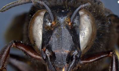 Descubren en Ecuador un caso de una abeja andrógina: mitad hembra, mitad macho / Foto: EFE