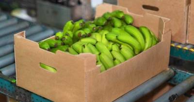 En el mismo marco, la caja de banano orito de 15 libras tendrá un precio de $ 5,26, es decir, $ 0,35 por libra / Foto: cortesía Bananotecnia