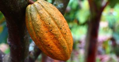 Las moliendas de cacao en América, Europa y Asia cayeron menos de lo estimado / Foto: cortesía Fundación Antama