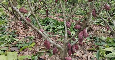 El aumento en las exportaciones de cacao responde al incremento en su precio internacional / Foto: cortesía Anecacao