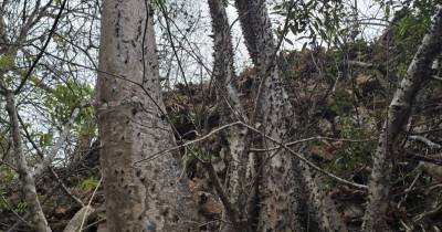 Spirotheca zapotillana pertenece a la familia Malvaceae / Foto: cortesía