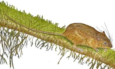 Investigadores describen nueva especie de roedor en Morona Santiago / Ilustración: cortesía Glenda Pozo
